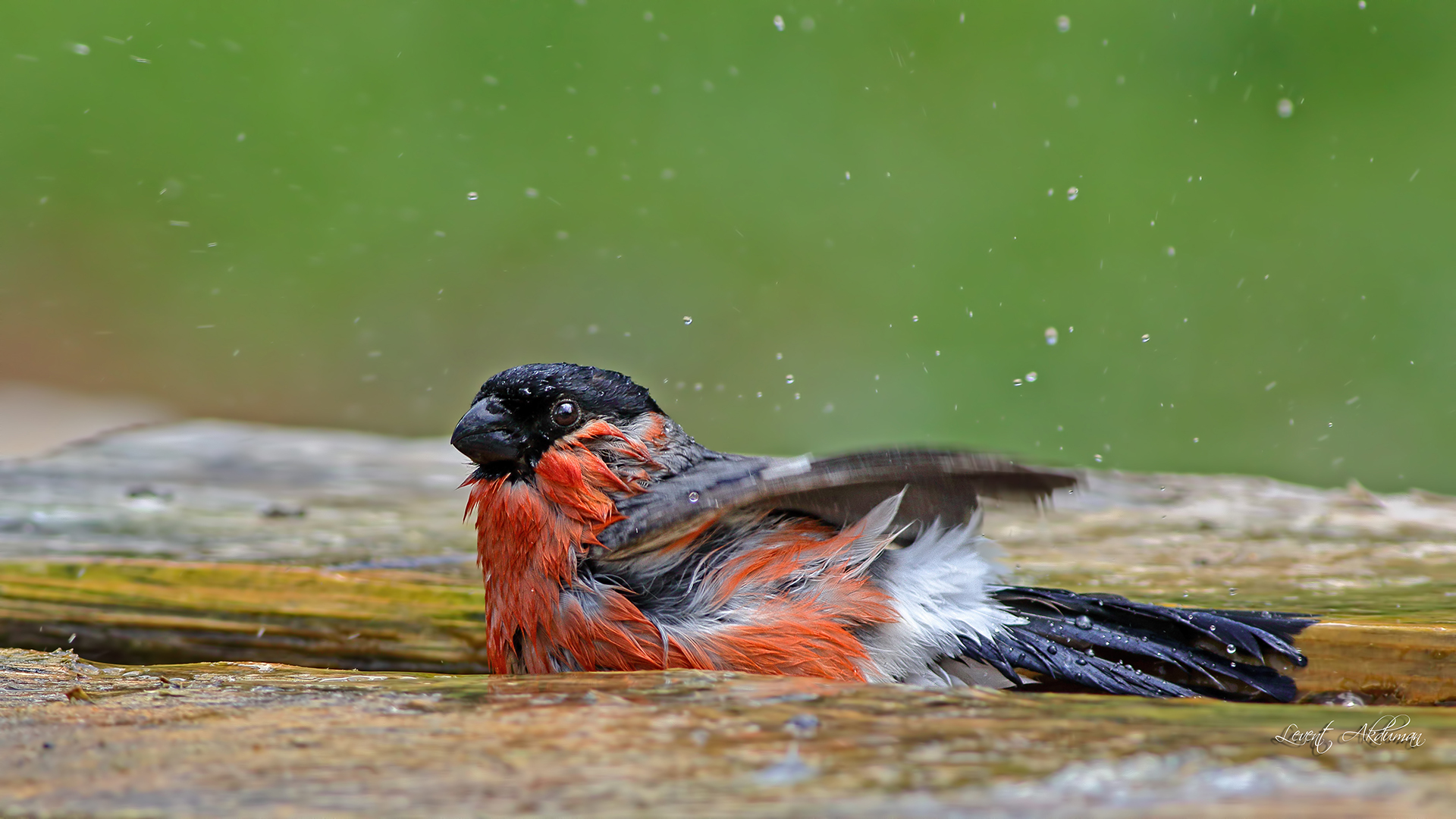 Eurasian Bullfinch